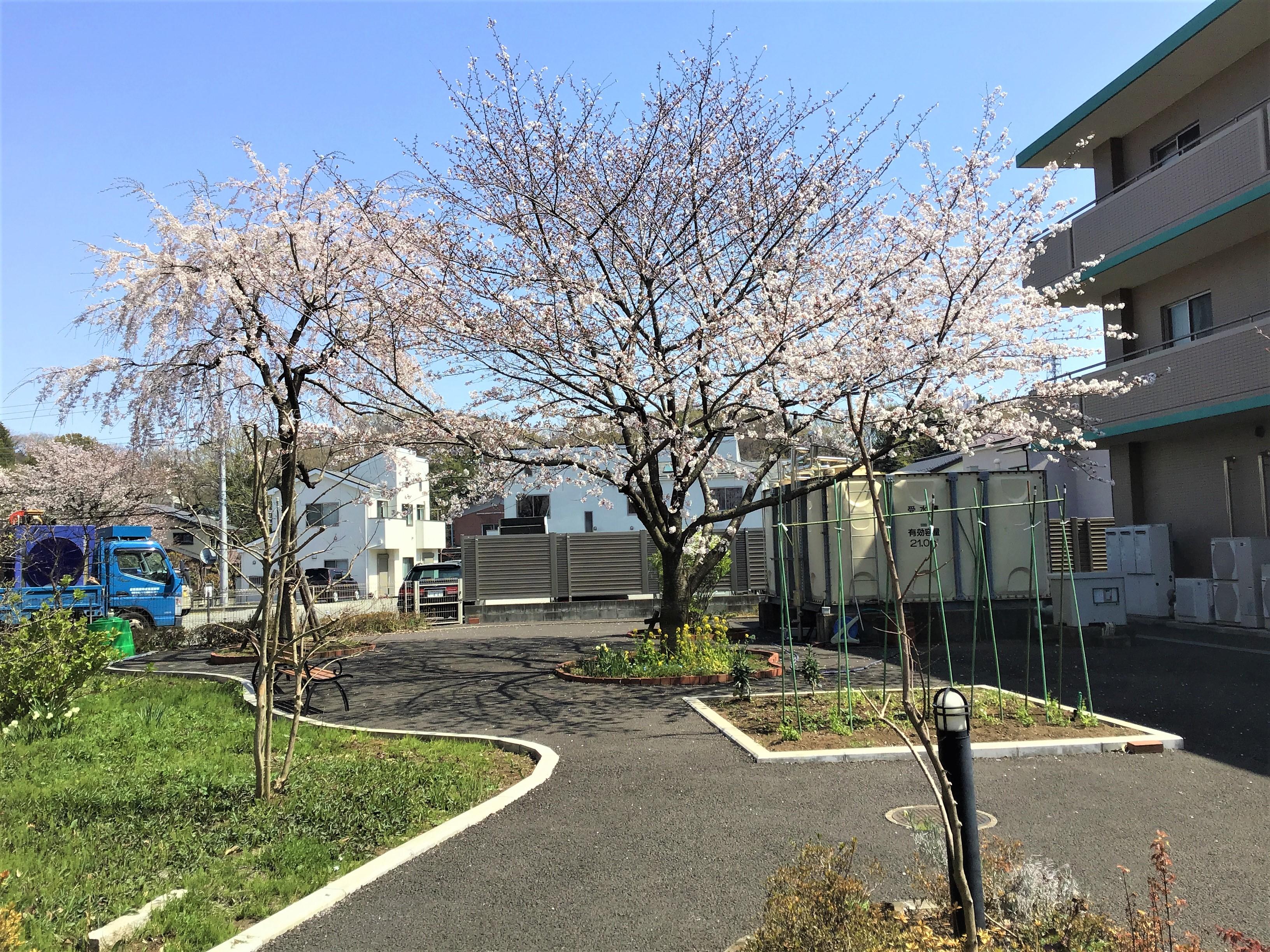 施設敷地内の庭園。桜の木が咲き始め、整備された緑地と建物が見える。